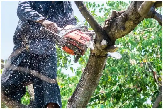 tree services Mechanicsburg